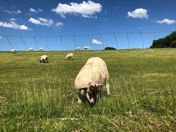 Sheep grazing in field