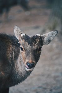 Portrait of deer