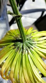 Close-up of fresh green plant