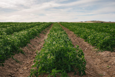 Scenic view of agricultural field against sky