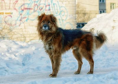 Dog standing on snow covered land