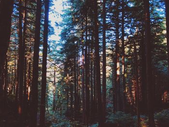 View of trees in forest