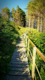 Boardwalk amidst trees against sky