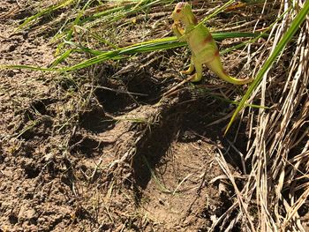 High angle view of lizard on land