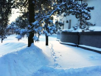 Trees on snow covered field