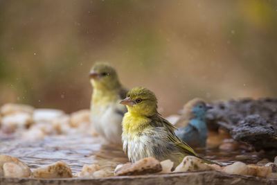 Close-up of birds perching on a water
