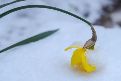 Close-up of yellow flower in snow