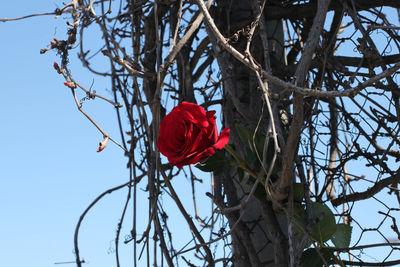 Low angle view of red rose against trees