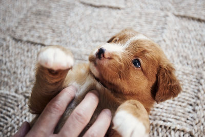 Human hand playing with cute puppy. close-up of cute nova scotia duck tolling retriever.