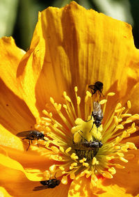 Close-up of bee pollinating flower