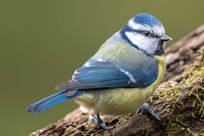 Close-up of a bird