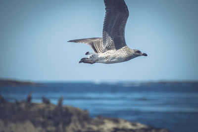 Seagull flying over sea against clear sky