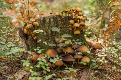 Mushrooms growing on field