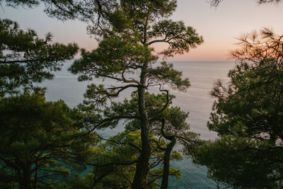Trees by sea against sky
