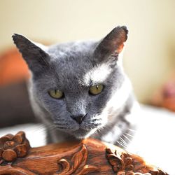 Close-up portrait of cat