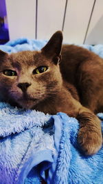 Close-up portrait of a cat relaxing on bed at home