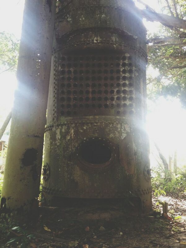 low angle view, built structure, architecture, sunbeam, tree, sunlight, building exterior, sun, lens flare, day, no people, old, sunny, outdoors, sky, building, growth, damaged, window, abandoned