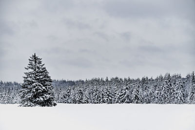 Pine trees on snow covered field against sky