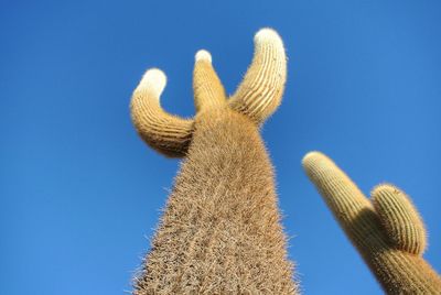 Low angle view of succulent plant against clear blue sky