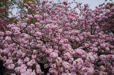 Low angle view of cherry blossom tree