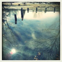 Reflection of trees in water