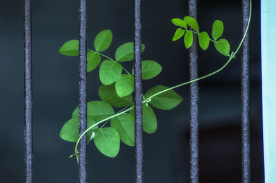 Close-up of green plant
