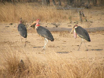 Side view of two birds on grassland