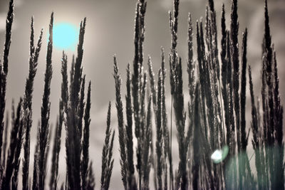 Close-up of stalks in field against sky