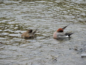 Duck swimming on lake