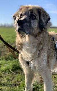 Close-up of dog on field