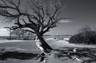 Bare tree on snow covered land against sky