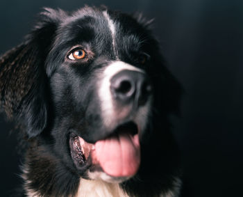 Portrait of black dog