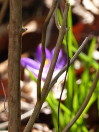 Close-up of caterpillar on plant