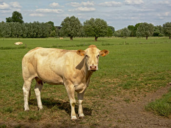 Cows standing on field against sky