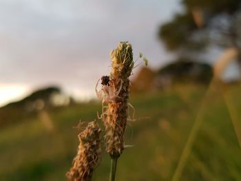 Close-up of insect on flower