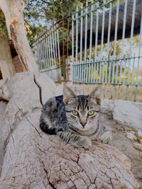 Portrait of cat sitting by fence