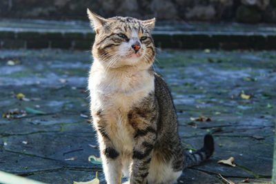 Portrait of cat standing outdoors