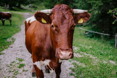 Cow standing in a field