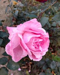 Close-up of pink flower blooming outdoors