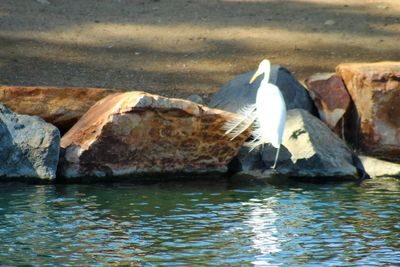 Bird on rock by water
