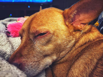 Close-up of a dog sleeping