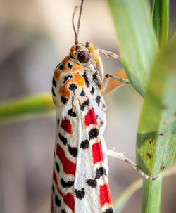 Close-up of butterfly