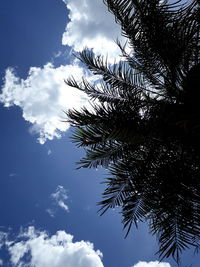 Low angle view of palm tree against sky