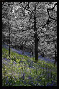 Close-up of grass against trees