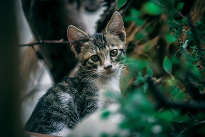 Close-up portrait of cat