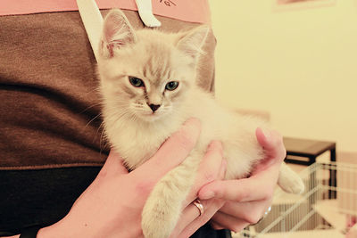 Midsection of person with kitten