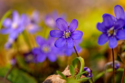 Anemonoides blanda, syn. anemone blanda, the balkan anemone, windflower, closeup, selective focus