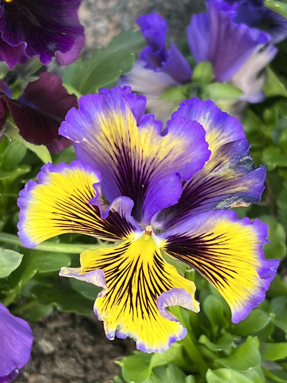 flower, flowering plant, freshness, plant, beauty in nature, close-up, purple, flower head, fragility, petal, inflorescence, growth, nature, human eye, yellow, iris, focus on foreground, macro photography, pansy, day, outdoors, vibrant color, springtime