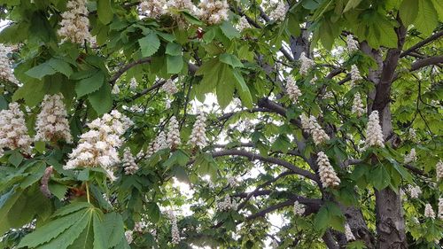 Low angle view of flowering plants on tree