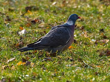 Close-up of a bird on grass